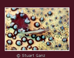 Pin cushion shrimp by Stuart Ganz 